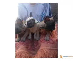 FRANCUSKI BULDOG odlicnog porekla