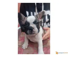 FRANCUSKI BULDOG odlicnog porekla