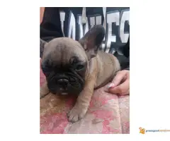 FRANCUSKI BULDOG odlicnog porekla