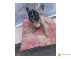 FRANCUSKI BULDOG odlicnog porekla