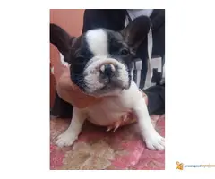 FRANCUSKI BULDOG odlicnog porekla - 6