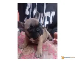 FRANCUSKI BULDOG odlicnog porekla - 7