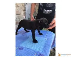 Stenci PIT BULA na prodaju