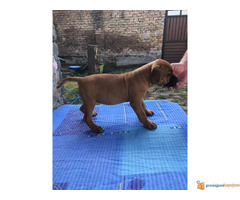 Stenci PIT BULA na prodaju