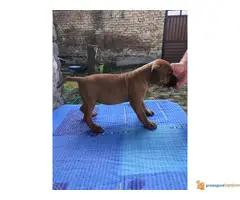 Stenci PIT BULA na prodaju