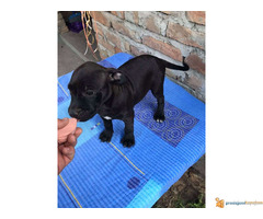 Stenci PIT BULA na prodaju