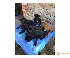 Stenci PIT BULA na prodaju