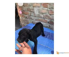 Stenci PIT BULA na prodaju - 6