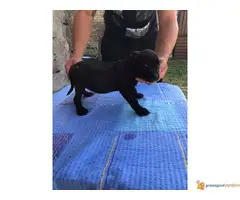 Stenci PIT BULA na prodaju - 7