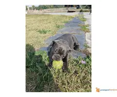 FRANCUSKI BULDOG stenci blue boje