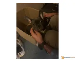 FRANCUSKI BULDOG stenci blue boje