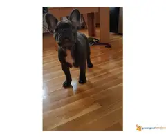 FRANCUSKI BULDOG stenci blue boje