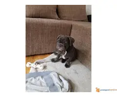 FRANCUSKI BULDOG stenci blue boje