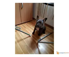 FRANCUSKI BULDOG stenci blue boje - 6