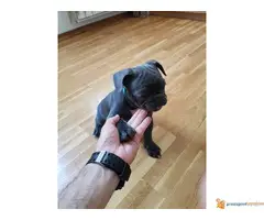 FRANCUSKI BULDOG stenci blue boje - 7