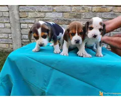 BIGL stenci sampionskog porekla