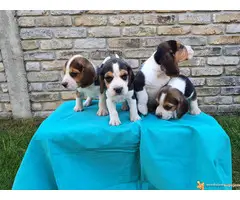 BIGL stenci sampionskog porekla