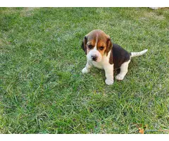 BIGL stenci sampionskog porekla