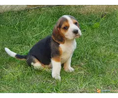 BIGL stenci sampionskog porekla