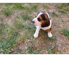 BIGL stenci sampionskog porekla - 6