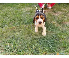 BIGL stenci sampionskog porekla - 7