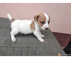 DZEK RASEL TERIJER vrhunskog porekla