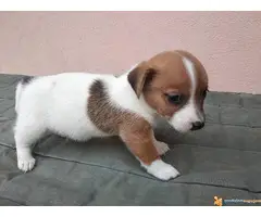 DZEK RASEL TERIJER vrhunskog porekla