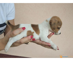 DZEK RASEL TERIJER vrhunskog porekla