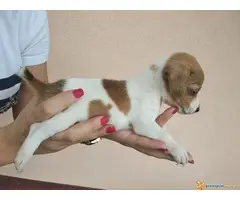 DZEK RASEL TERIJER vrhunskog porekla