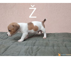 DZEK RASEL TERIJER vrhunskog porekla