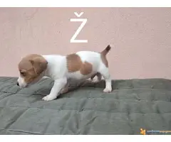 DZEK RASEL TERIJER vrhunskog porekla