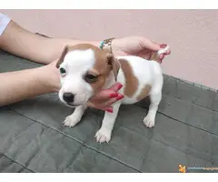 DZEK RASEL TERIJER vrhunskog porekla - 6