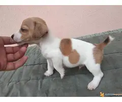 DZEK RASEL TERIJER vrhunskog porekla - 7