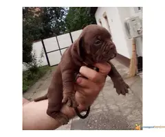 AMERICAN BULLY prelepa atraktivna štenad