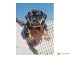 AMERICAN BULLY prelepa atraktivna štenad