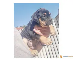 AMERICAN BULLY prelepa atraktivna štenad