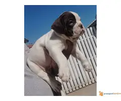 AMERICAN BULLY prelepa atraktivna štenad