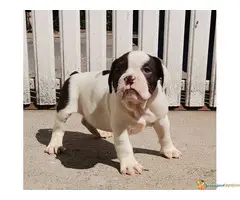 AMERICAN BULLY prelepa atraktivna štenad - 6