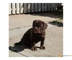 AMERICAN BULLY prelepa atraktivna štenad - 7