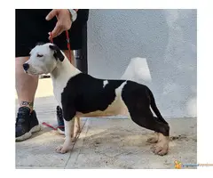 AST stenci vrhunskog porekla - 2