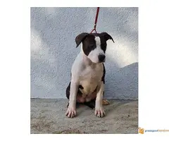 AST stenci vrhunskog porekla - 3