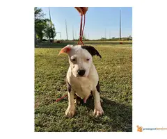 AST stenci vrhunskog porekla - 5