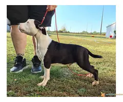 AST stenci vrhunskog porekla - 6