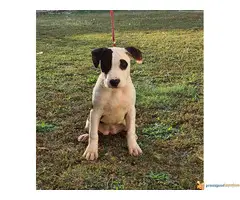 AST stenci vrhunskog porekla - 7