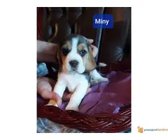 BIGL dve zenkice na prodaju