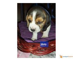 BIGL dve zenkice na prodaju