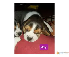 BIGL dve zenkice na prodaju