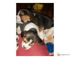 BIGL dve zenkice na prodaju