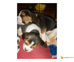 BIGL dve zenkice na prodaju