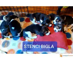 BIGL dve zenkice na prodaju - 6